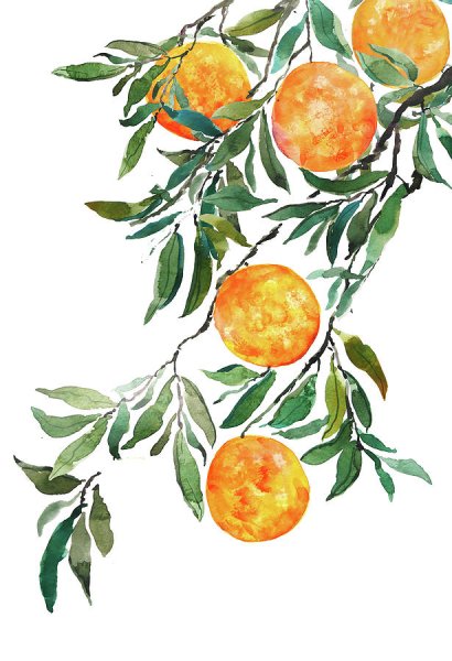 Ветка апельсина без фона