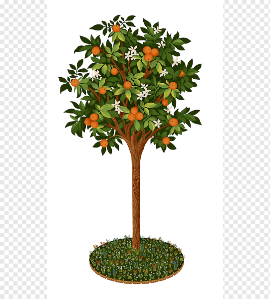 Апельсиновое дерево белый фон