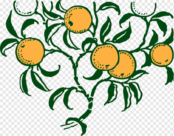 Апельсины на ветке вектор