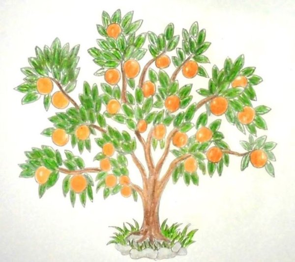 Дерево абрикос рис