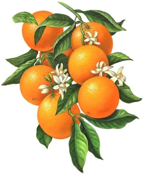 Померанец Ботаническая иллюстрация