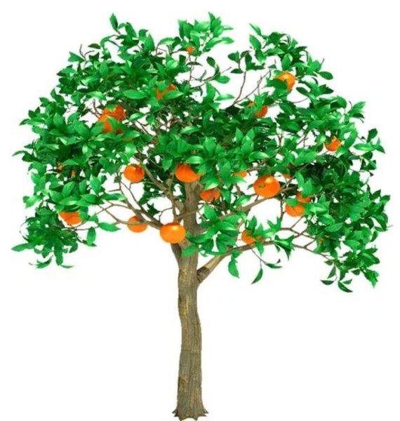 Мандарин листопадное дерево