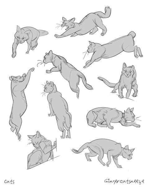 Кошка сзади референс