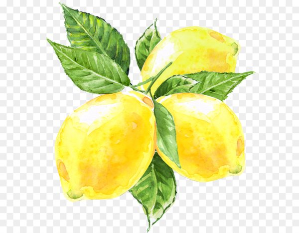 Фрукты акварелью