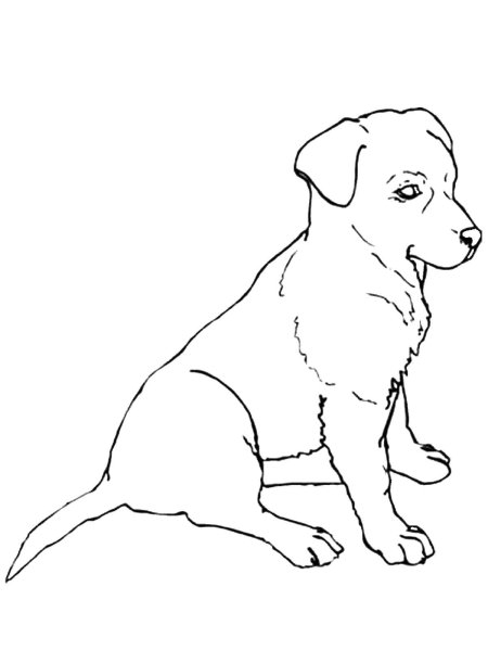 Раскраска "собаки"