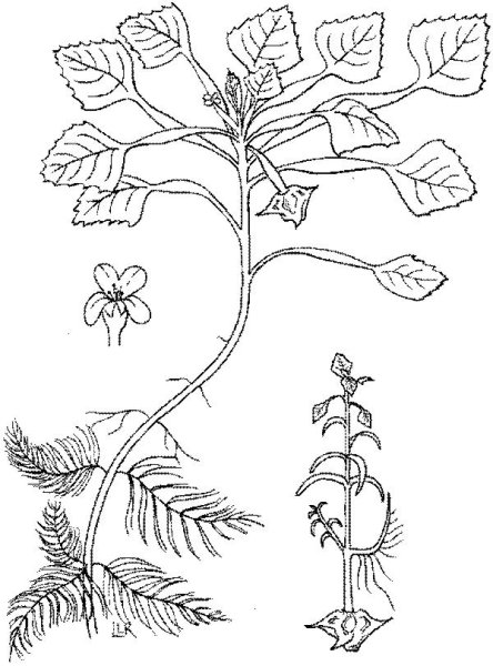 Водяной орех раскраска