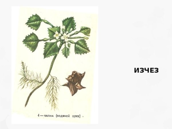 Водяной орех Чилим ареал