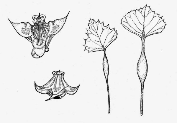 Водяной орех Чилим рисунок