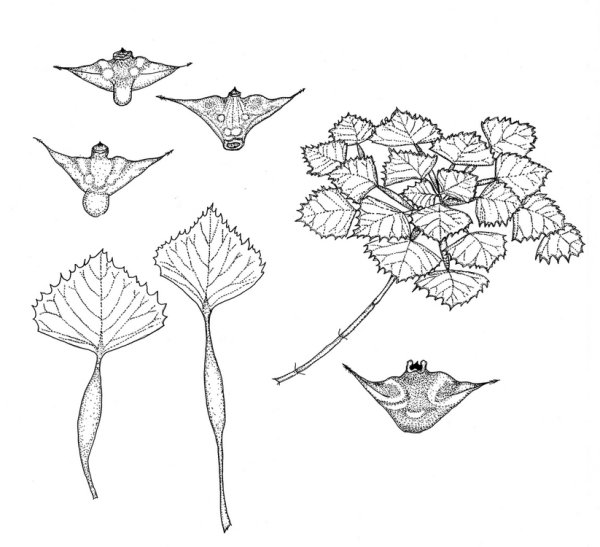 Водяной орех где растет