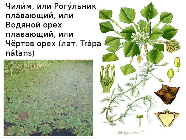 Водяной орех Чилим Азовский