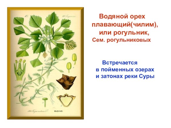 Водяной орех Астрахань