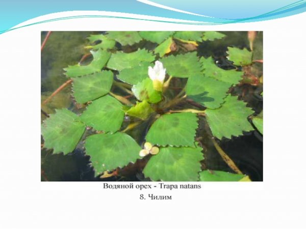 Водяной орех раскраска