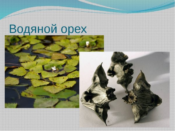 Ассимиляционные корни водяного ореха