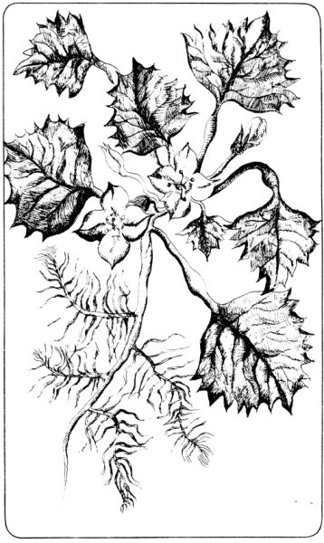 Чилим водяной орех съедобный
