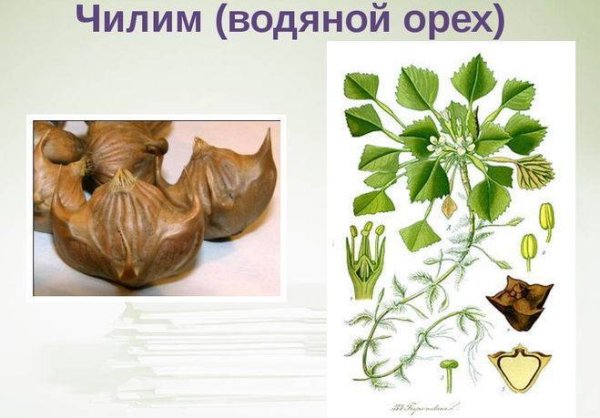 Рогульник Сибирский