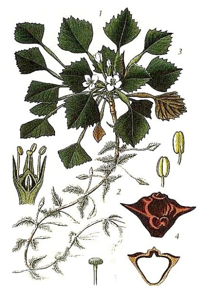 Нарисовать водяной орех Чилим