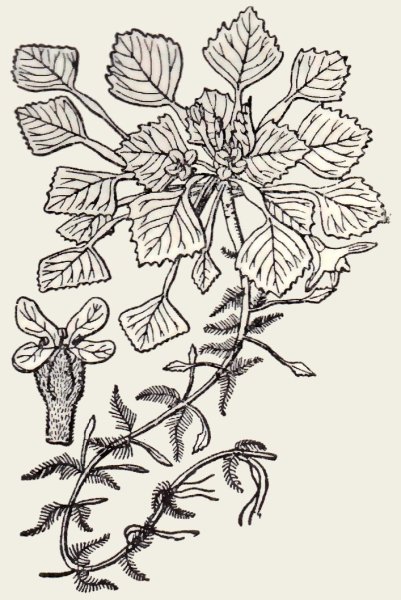 Покажи рисунки водяной орех