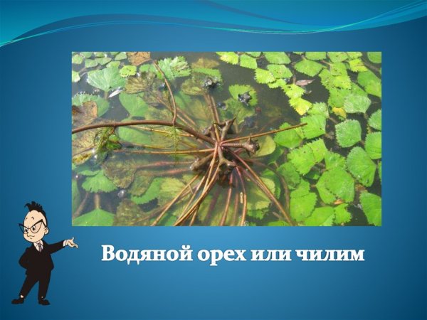 Чилим рисунок