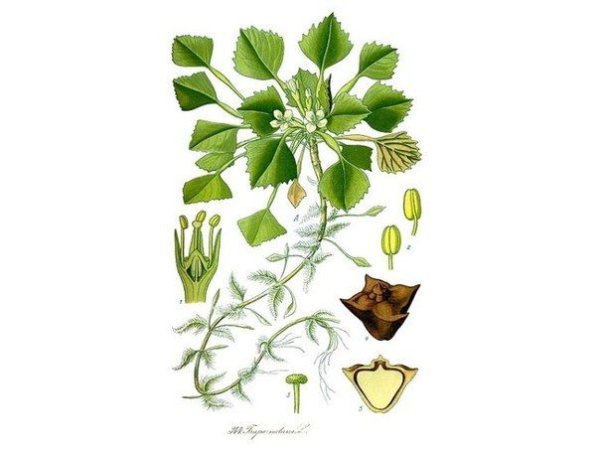 Водяной орех раскраска