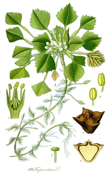 Чилим водяной орех