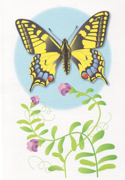 Бабочки дидактический материал