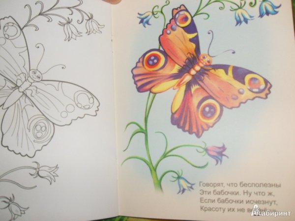 Иллюстрация к стихотворению бабочка