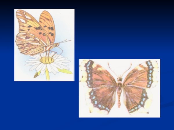 Афанасий Афанасьевич Фет бабочка иллюстрация