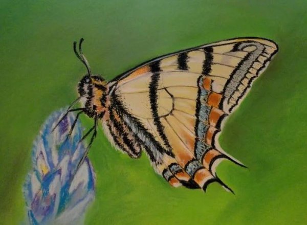 Махаон Бражник бабочка