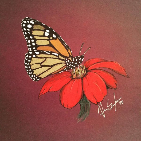 Бабочка рисунок карандашом