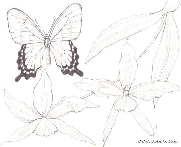 Иллюстрация к стихотворению бабочка Афанасий Афанасьевич Фет