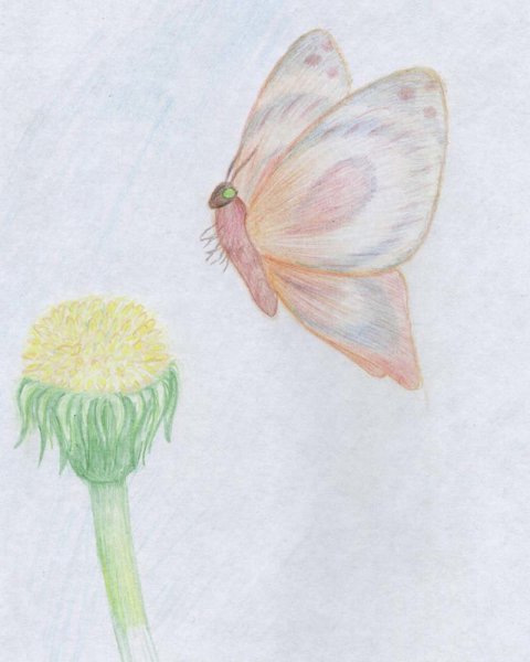 Одуванчики цветными карандашами