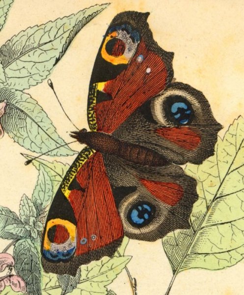 Афанасий Афанасьевич Фет бабочка иллюстрация