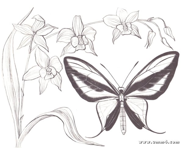Рисунки для срисовки цветы бабочки
