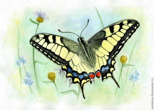 Бабочка акварельными карандашами