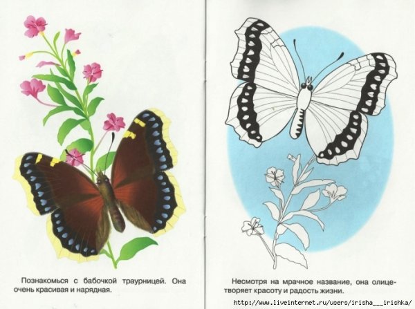Раскраска бабочка с образцом