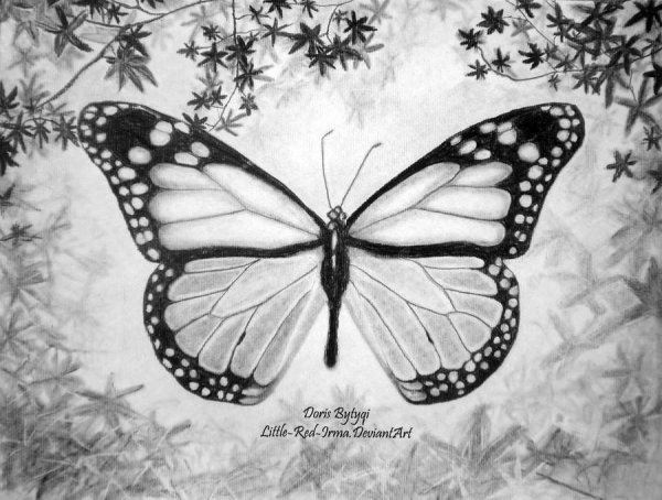 Афанасий Афанасьевич Фет бабочка рисунок