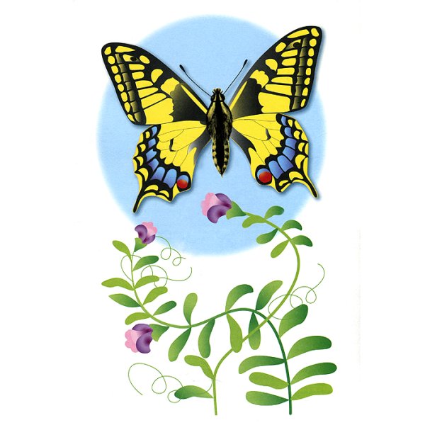 Бабочка наглядный материал