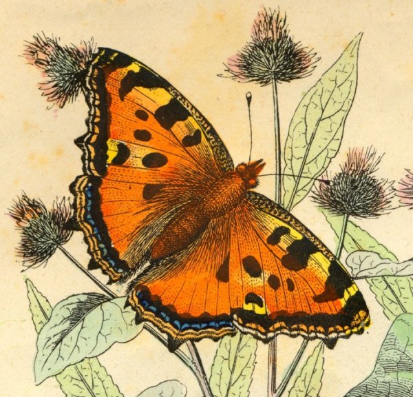 Бабочки старинные иллюстрации