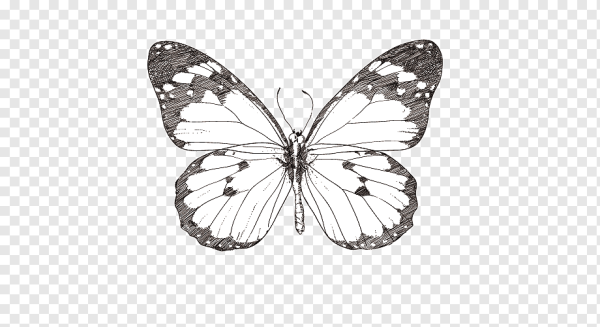 Бабочки серые на прозрачном фоне