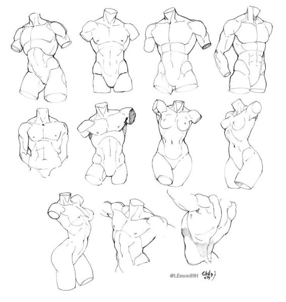 Мужская анатомия референс телосложения