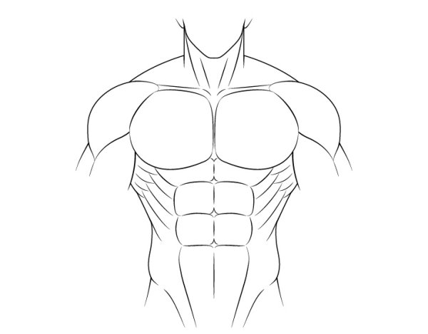 Рисование торса