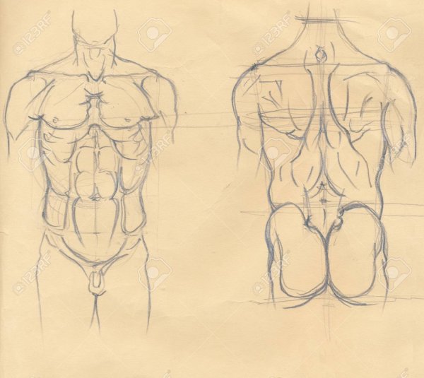 Анатомические зарисовки мужского торса