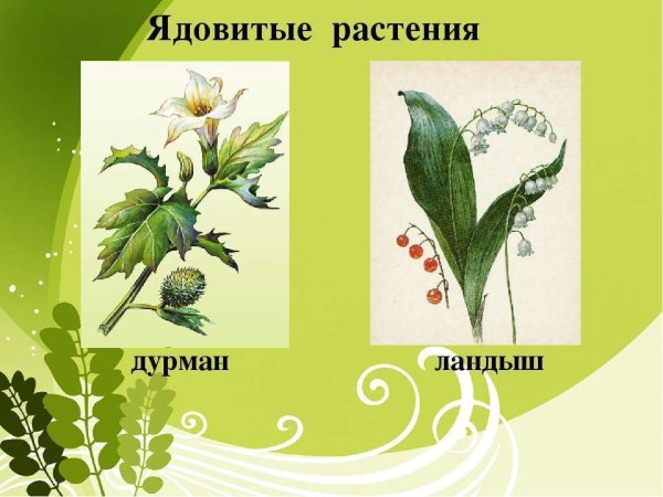 Ядовитые растения