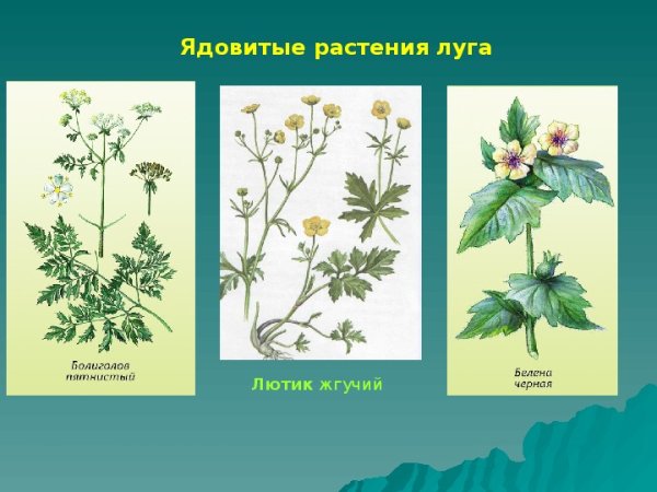 Ядовитые растения