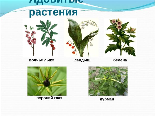 Цветы Волчье лыко дурман белена Вороний глаз