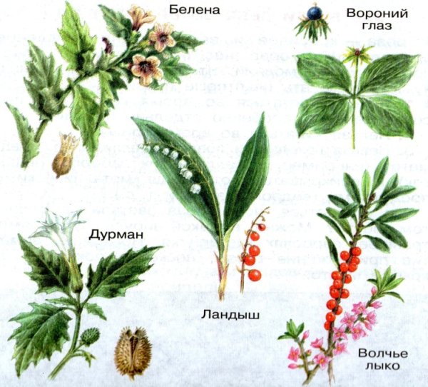 Белена Волчье лыко Вороний глаз