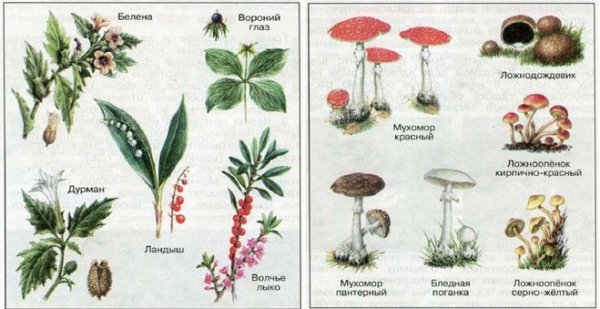 Ядовитые грибы и ягоды