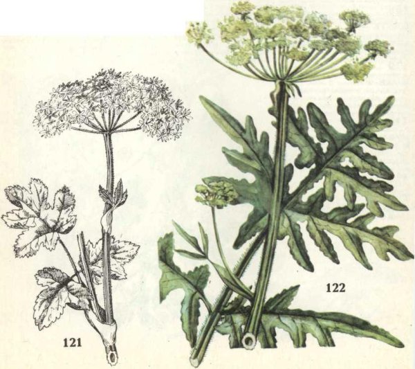 Борщевик Сибирский ботаника