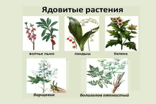 Опасное растение это Волчье лыко . Белена