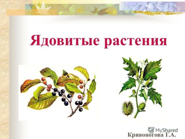 Ядовитые растения надпись